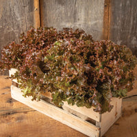 Rubygo – Lettuce Seed