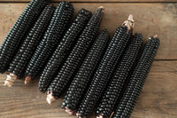Montana Morado Maize – Organic Corn Seed