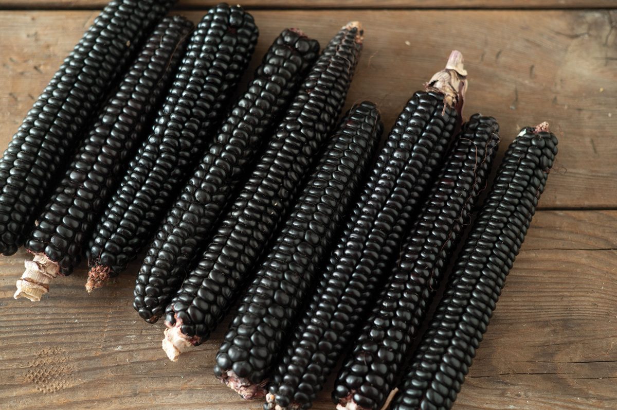 Montana Morado Maize – Organic Corn Seed
