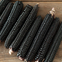 Montana Morado Maize – Organic Corn Seed
