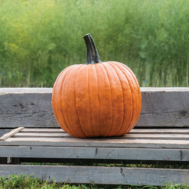 Howden – Organic Pumpkin Seed