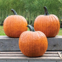 The Boss – Pumpkin Seed