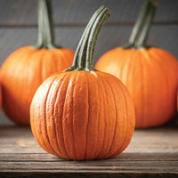 Racer – Treated Pumpkin Seed