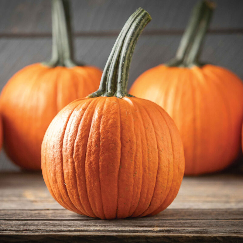 The Boss – Pumpkin Seed