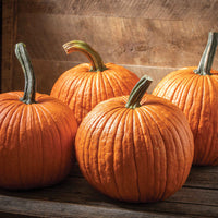 Jack of Hearts – Pumpkin Seed