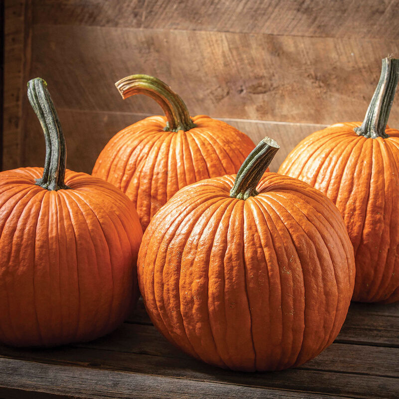 Sunshine – Organic Kabocha Squash Seeds