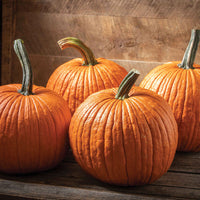 Sunshine – Organic Kabocha Squash Seeds