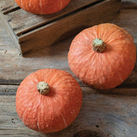 Marmalade – Organic Kabocha Squash Seed