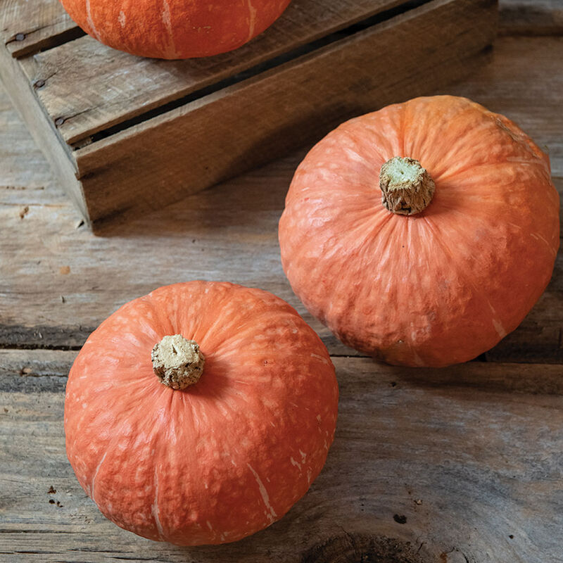 Marmalade – Organic Kabocha Squash Seed