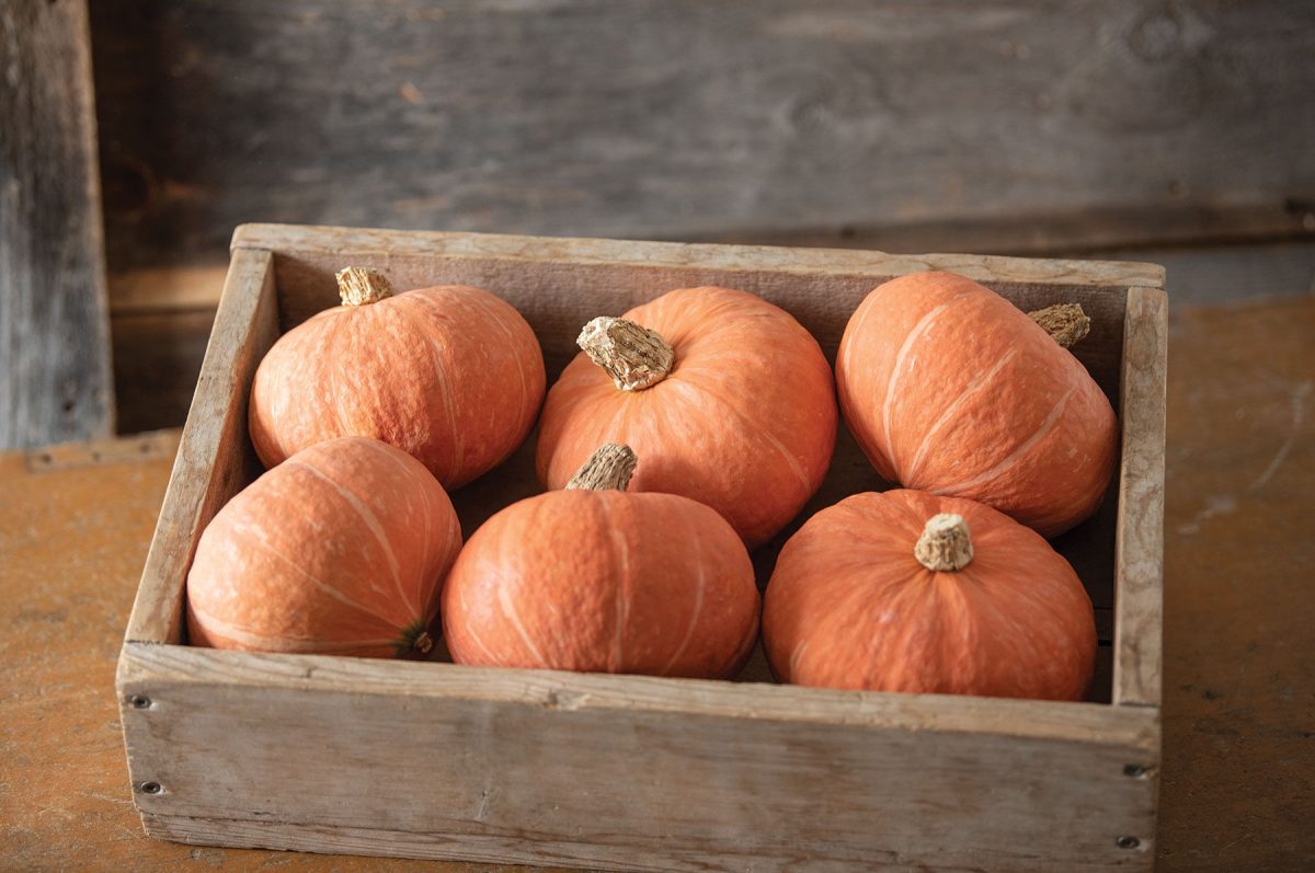 Marmalade – Kabocha Squash Seed