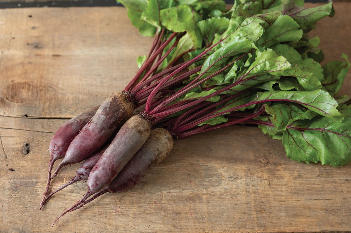 Formanova – Organic Beet Seed