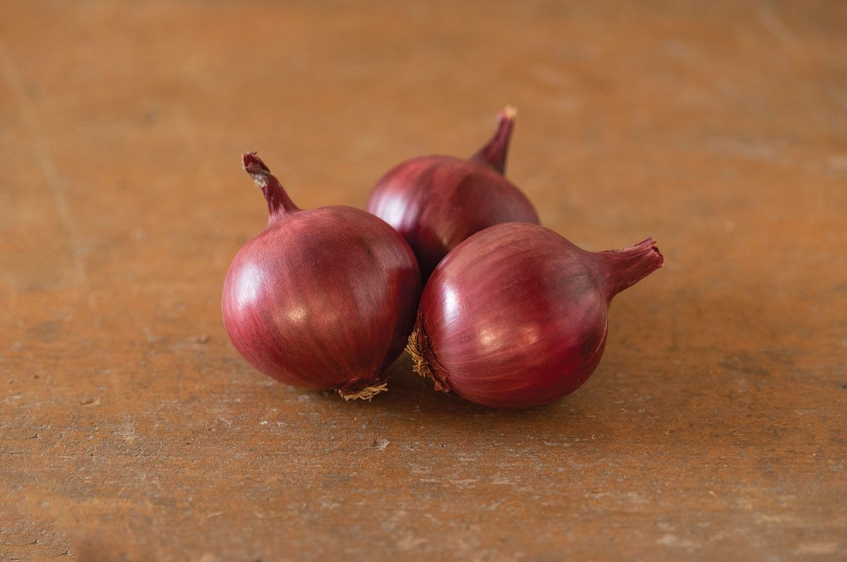 Barolo – Onion Seed