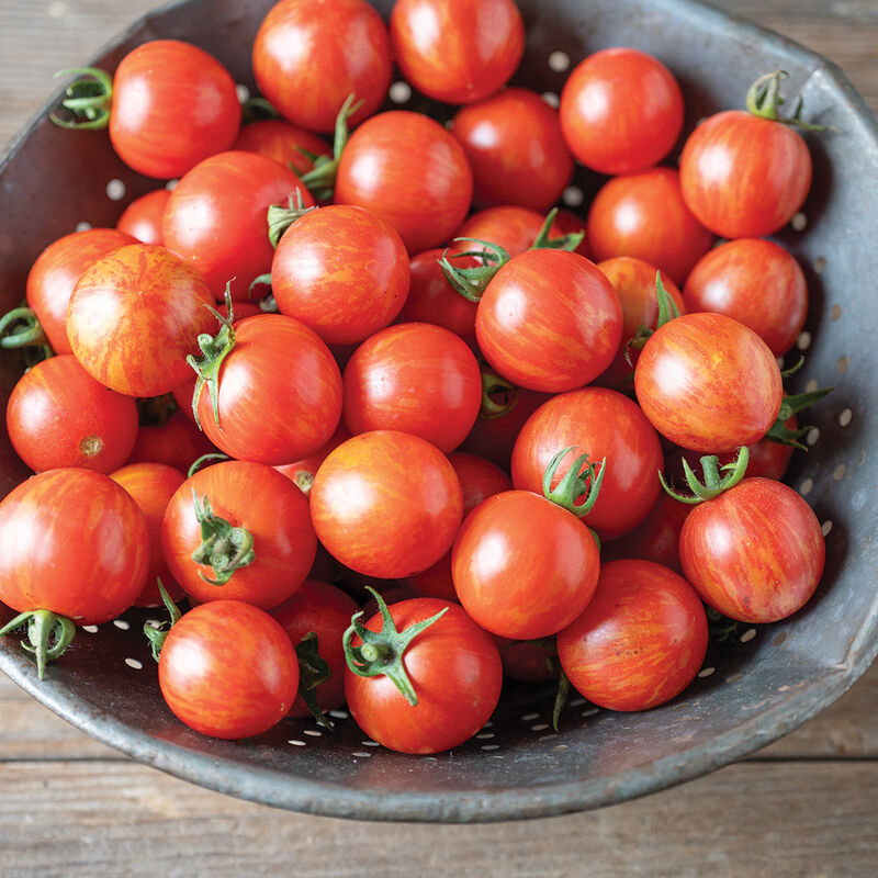 Queen Bee – Organic Tomato Seed