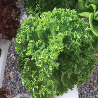 Cristabel – Pelleted Lettuce Seed