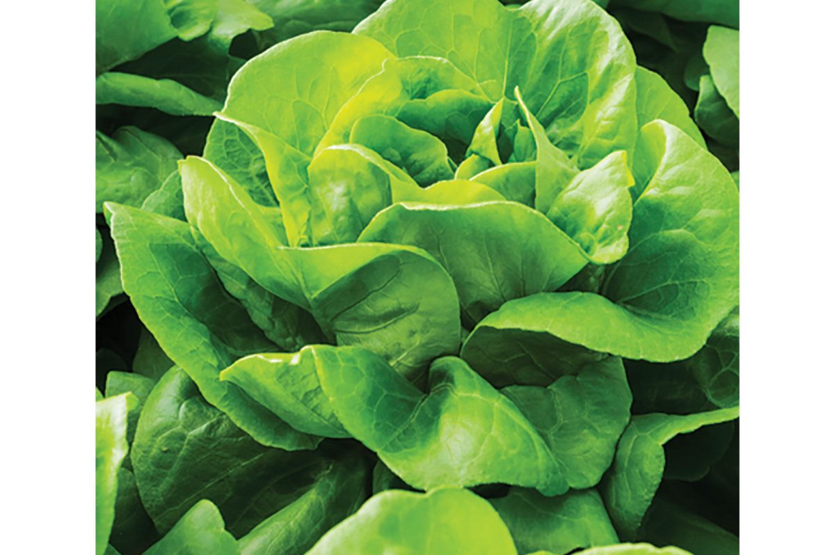 Casey – Pelleted Lettuce Seed