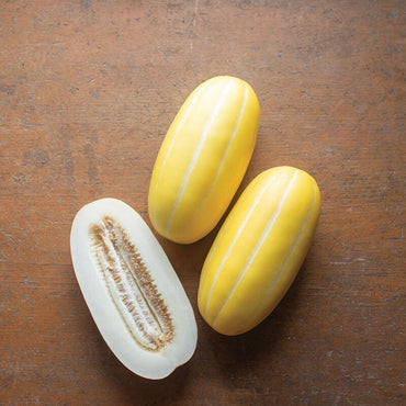 Golden Giant – Melon Seed
