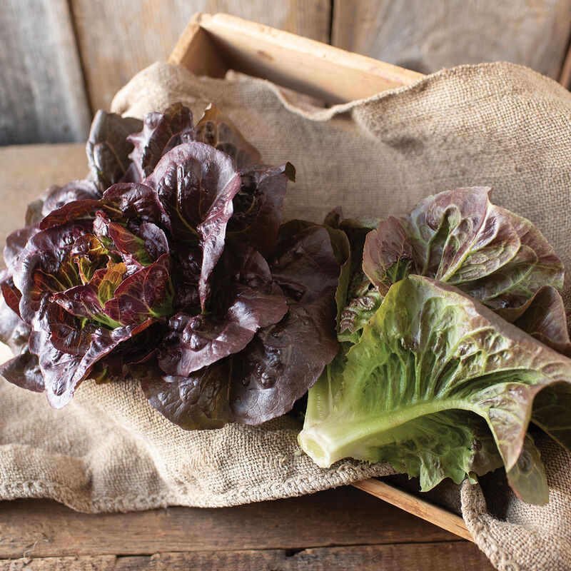 Pomegranate Crunch – Organic Pelleted Romaine Lettuce Seeds