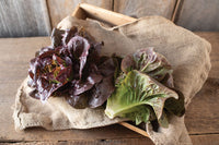 Pomegranate Crunch – Organic Romaine Lettuce Seeds