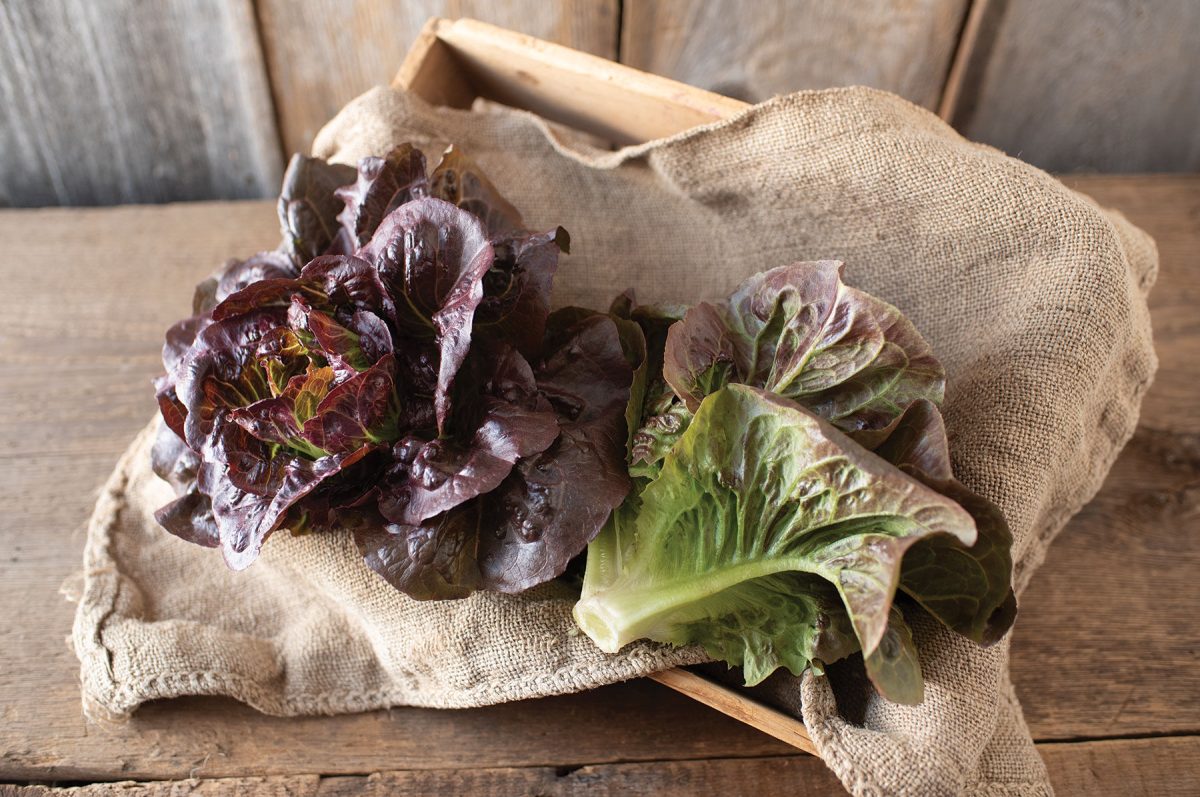 Pomegranate Crunch – Organic Romaine Lettuce Seeds