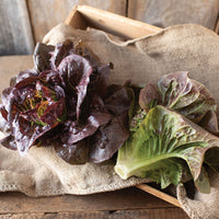 Pomegranate Crunch – Organic Pelleted Romaine Lettuce Seeds