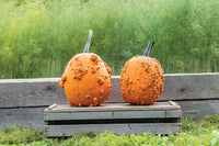 Scarface – Pumpkin Seed