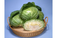 Sweet and Tender – Cabbage Seed