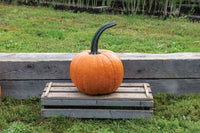 Cronus – Pumpkin Seed