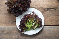 Salanova Red Tango – Lettuce Seed