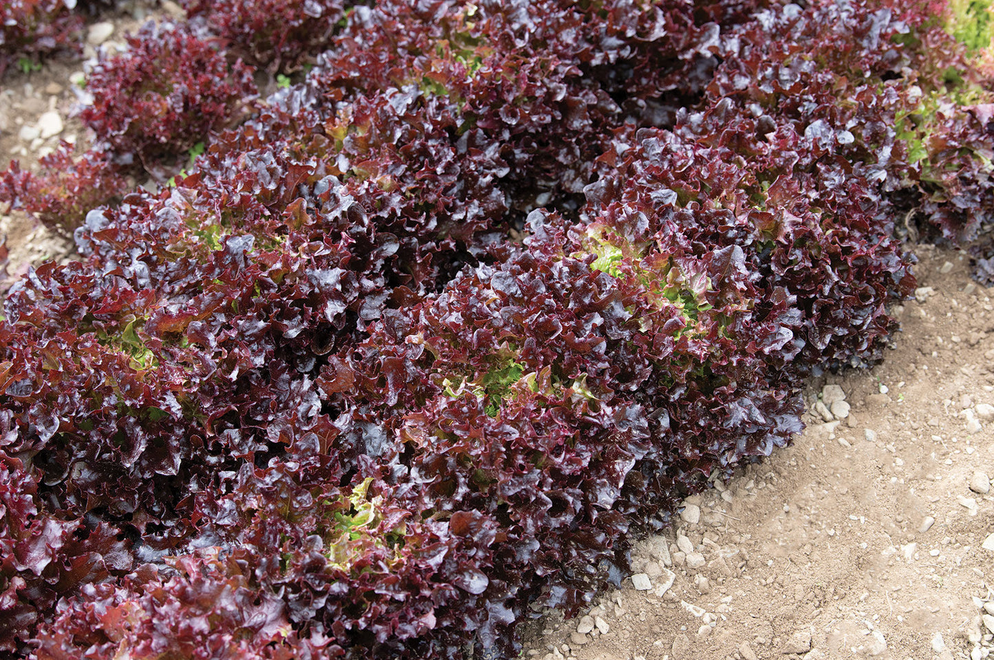 Salanova Red Tango – Lettuce Seed