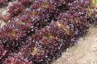 Salanova Red Tango – Lettuce Seed