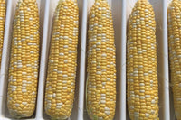 Inspiration – Corn Seed