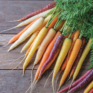 Glow Stix Sunrise Mix – Carrot Seed