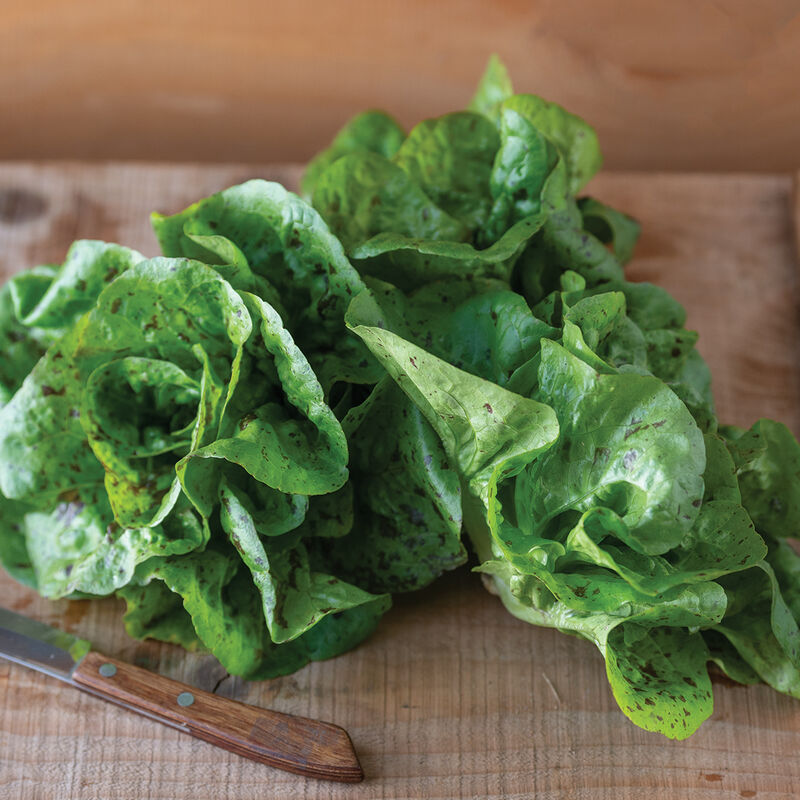 Kolibri – Organic Lettuce Seed