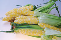 Quick Start – Corn Seed