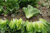 Chalupa – Organic Romaine Lettuce Seeds
