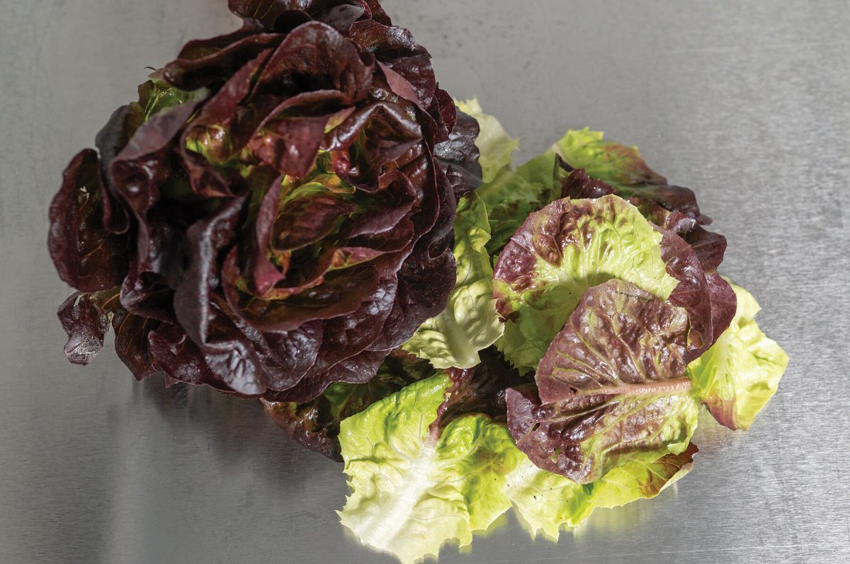 Salanova Red Gem – Pelleted Lettuce Seed