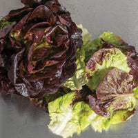 Salanova Red Gem – Pelleted Lettuce Seed