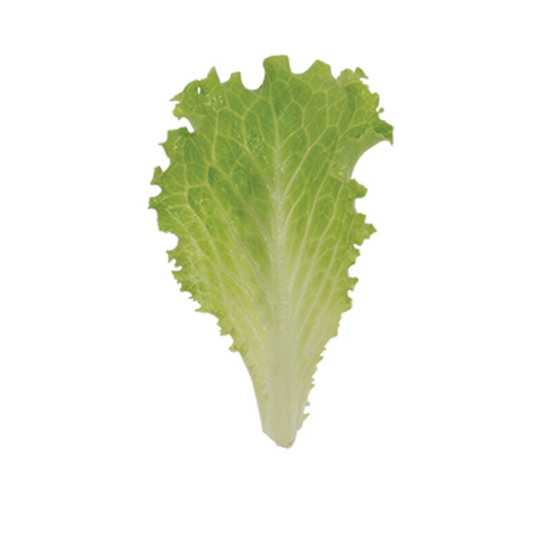 Marilisa – Organic Lettuce Seed