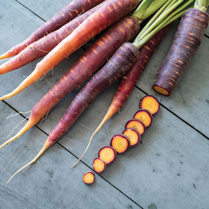 Purple Star – Purple Carrot Seeds