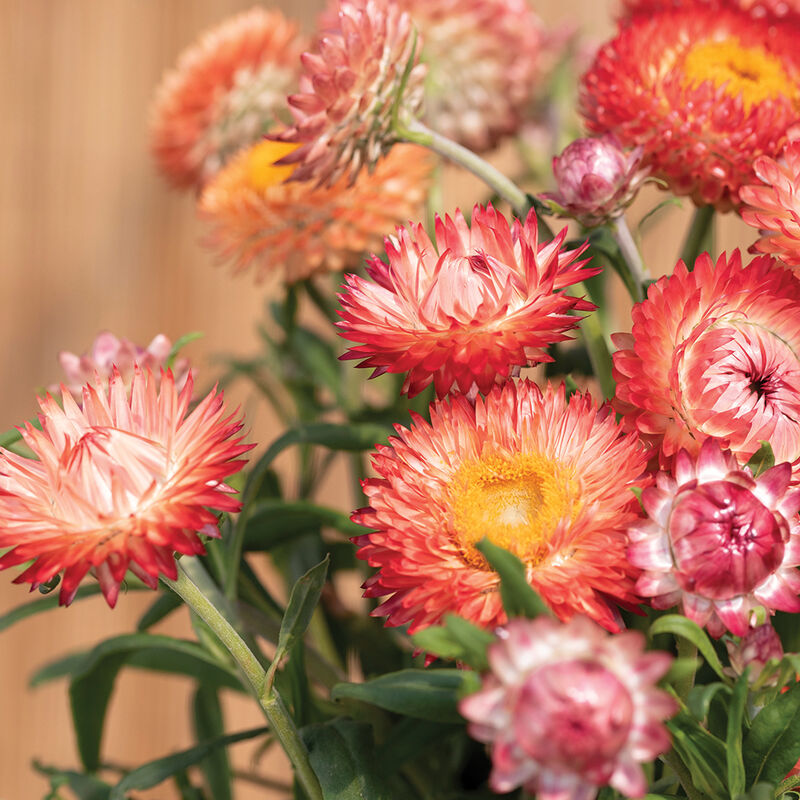 Seashells Mix – Strawflower Seed