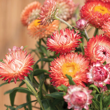 Seashells Mix – Strawflower Seed