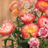 King Size Raspberry Rose – Strawflower Seed