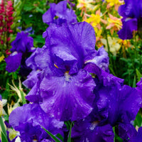 Dashing Reblooming Bearded Iris