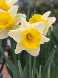 Daffodil Las Vegas White Yellow Bulb