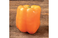 SVPB8500 – Bell Pepper Seed