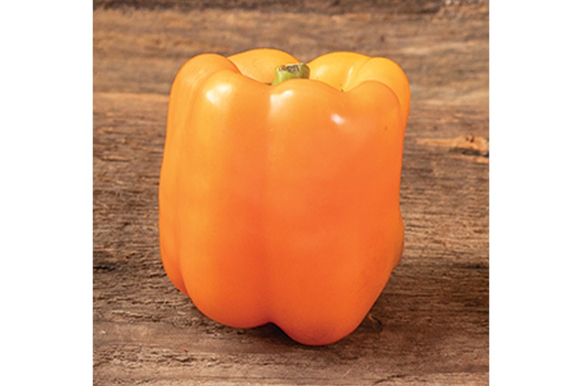 SVPB8500 – Bell Pepper Seed