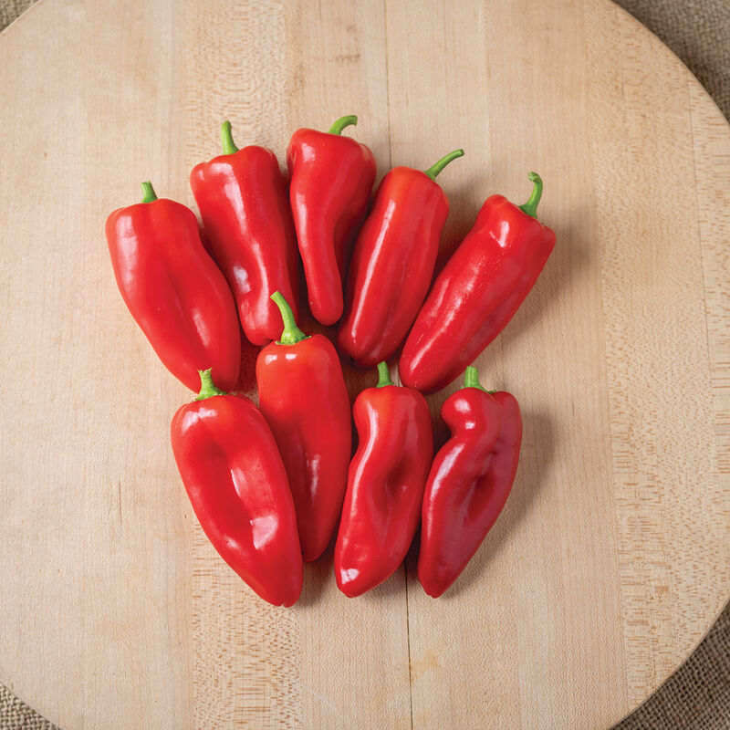 SVPS0897 – Snack Pepper Seed