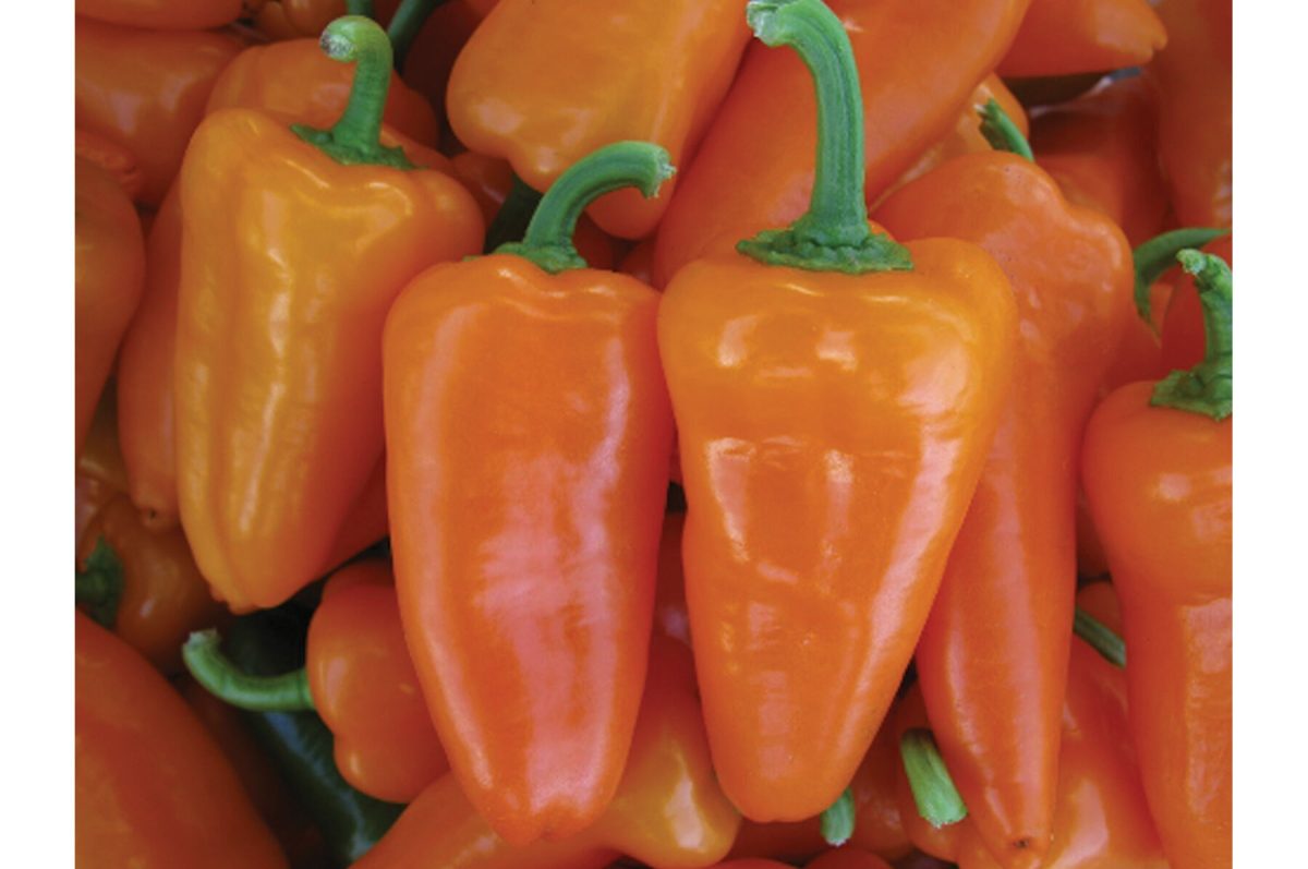 Mochi – Cherry Tomato Seeds