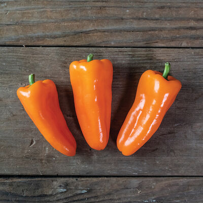 SVPS1263 – Snack Pepper Seed