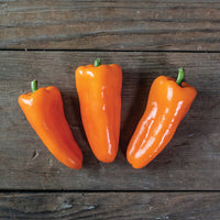 SVPS1263 – Snack Pepper Seed